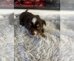 Puppy Ruby Miniature Australian Shepherd