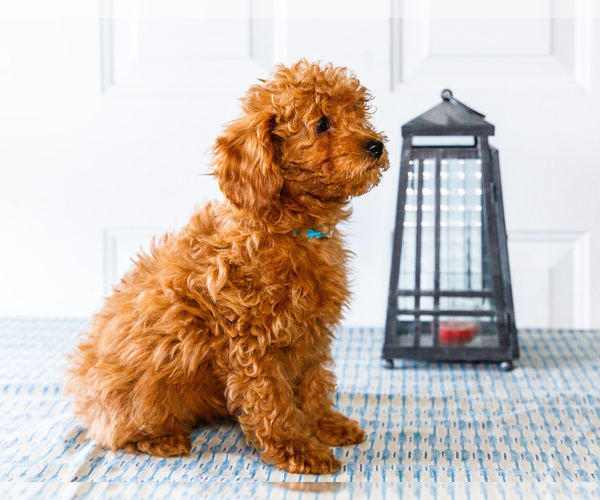 Medium Photo #20 Poodle (Toy) Puppy For Sale in WAKARUSA, IN, USA