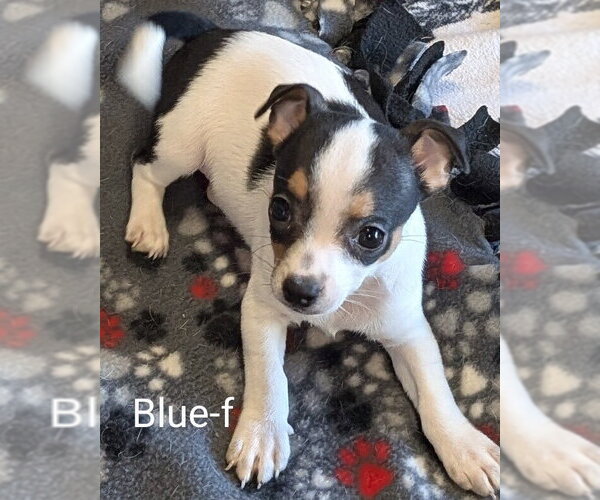 Medium Photo #1 Chihuahua-Unknown Mix Puppy For Sale in San Bernardino, CA, USA