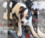 Small Chihuahua Mix