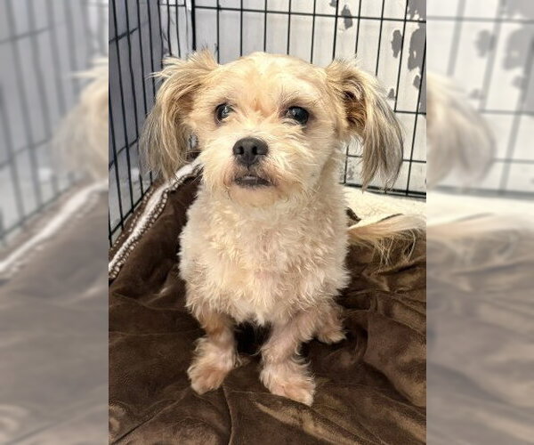 Medium Photo #1 Shih Tzu-Unknown Mix Puppy For Sale in Redlands, CA, USA