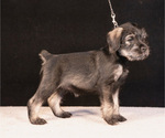 Puppy Aria Of Valor Schnauzer (Standard)