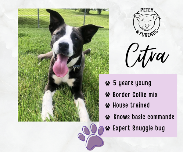 Medium Photo #5 Collie-Unknown Mix Puppy For Sale in Rockville, MD, USA