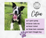 Small #4 Collie Mix