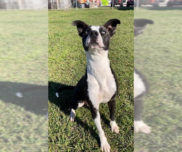 Medium Photo #3 Catahoula Leopard Dog-Unknown Mix Puppy For Sale in Rosenberg, TX, USA