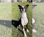 Small #2 Catahoula Leopard Dog Mix