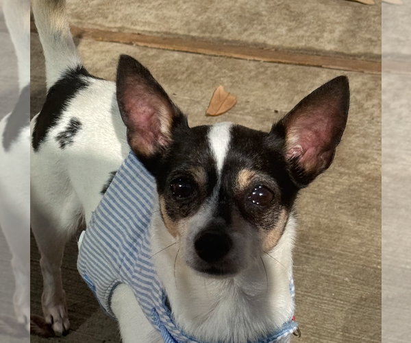 Medium Photo #2 Chihuahua-Unknown Mix Puppy For Sale in HOUSTON, TX, USA