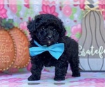 Small Photo #2 Schnoodle (Miniature) Puppy For Sale in LANCASTER, PA, USA