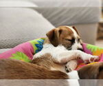 Small #4 Chihuahua-Parson Russell Terrier Mix