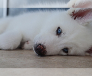 Siberian Husky Puppy for sale in N MIAMI BEACH, FL, USA