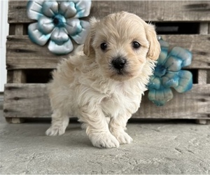 Maltipoo (Miniature) Puppy for sale in ORLANDO, FL, USA