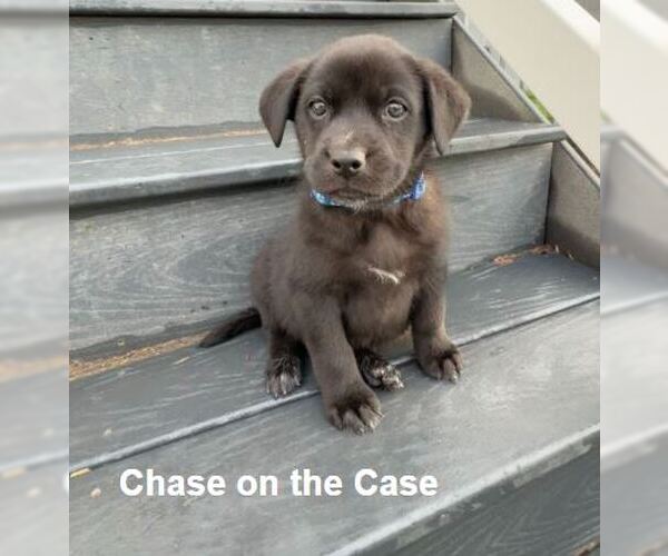 Medium Photo #1 Labrador Retriever-Unknown Mix Puppy For Sale in Sandy, UT, USA