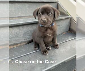 Labrador Retriever-Unknown Mix Dogs for adoption in Sandy, UT, USA