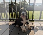Puppy Oliver Bernese Mountain Dog-Portuguese Water Dog Mix