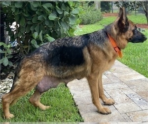 Mother of the German Shepherd Dog puppies born on 05/02/2021