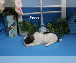 Small #10 Poodle (Toy)