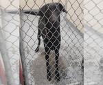 Small Labrador Retriever Mix