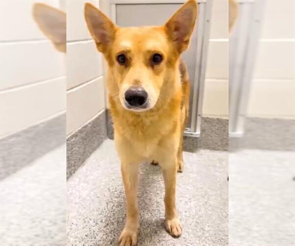 Medium Photo #2 German Shepherd Dog-Shiba Inu Mix Puppy For Sale in Houston, TX, USA