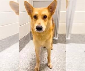 SHELDON - Male German Shepherd Dog-Shiba Inu Mix Dog for Adoption - Photo #2