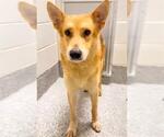 Small #1 German Shepherd Dog-Shiba Inu Mix