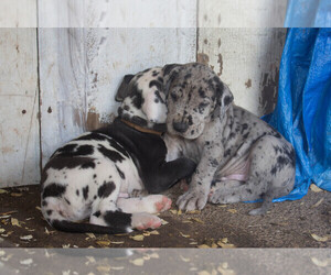 Great Dane Puppy for sale in HUSTONTOWN, PA, USA