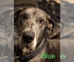 Small Great Dane