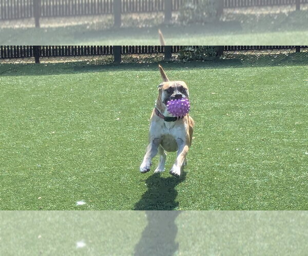 Medium Photo #2 Labrador Retriever Puppy For Sale in Salinas, CA, USA