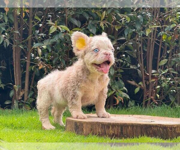 Medium Photo #4 French Bulldog Puppy For Sale in MANHATTAN, NY, USA