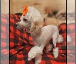 Small #7 Pekingese-Poodle (Toy) Mix
