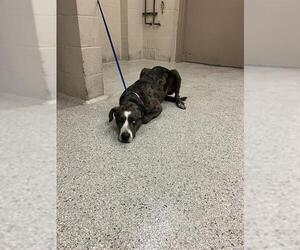 Catahoula Leopard Dog-Unknown Mix Dogs for adoption in Conroe, TX, USA