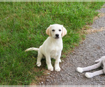 Small #9 Labrador Retriever