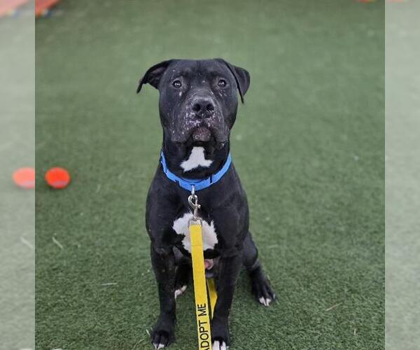 Medium Photo #2 Mutt Puppy For Sale in Las Vegas, NV, USA