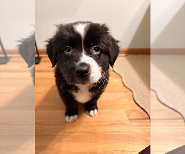 Medium Photo #1 Aussiedoodle Puppy For Sale in St. Louis Park, MN, USA