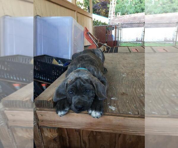 Medium Photo #1 Cane Corso Puppy For Sale in TACOMA, WA, USA