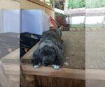 Small Photo #1 Cane Corso Puppy For Sale in TACOMA, WA, USA
