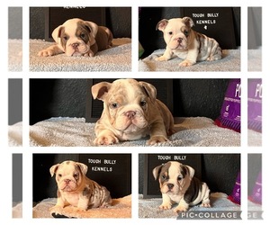 English Bulldog Puppy for sale in RIVERSIDE, CA, USA