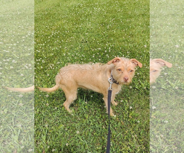 Medium Photo #7 Chihuahua-Unknown Mix Puppy For Sale in St. Louis Park, MN, USA