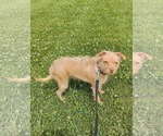 Small #6 Chihuahua Mix