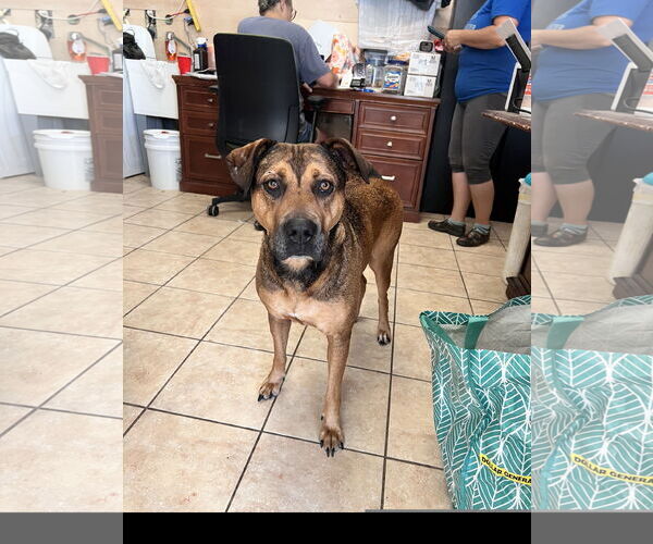 Medium Photo #1 Mutt Puppy For Sale in Tracy City, TN, USA