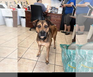 Mutt Dogs for adoption in Tracy City, TN, USA