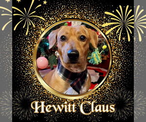 Dachshund Dogs for adoption in San Antonio, TX, USA