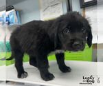 Small Labrador Retriever Mix