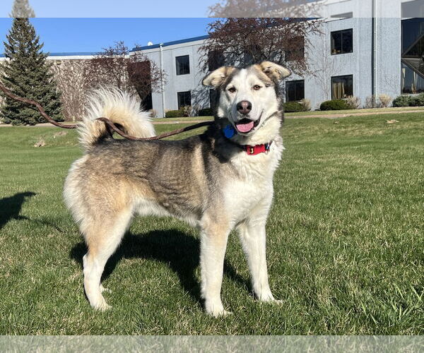 Medium Photo #1 Alaskan Malamute-Unknown Mix Puppy For Sale in Minneapolis, MN, USA