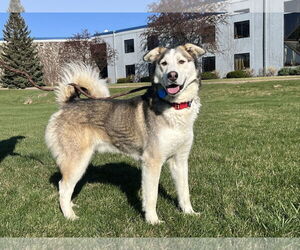 Alaskan Malamute-Unknown Mix Dogs for adoption in Minneapolis, MN, USA