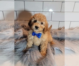 Goldendoodle (Miniature) Puppy for sale in INDIANAPOLIS, IN, USA