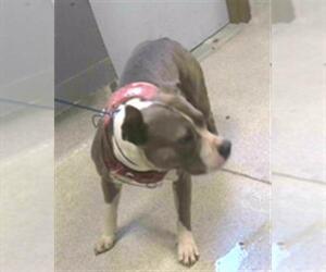 American Staffordshire Terrier-Unknown Mix Dogs for adoption in Tallahassee, FL, USA