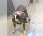 Small American Staffordshire Terrier Mix
