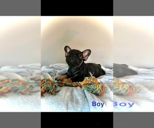 American Bully-French Bulldog Mix Puppy for sale in SAN TAN VALLEY, AZ, USA