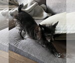 Small #3 Chihuahua Mix
