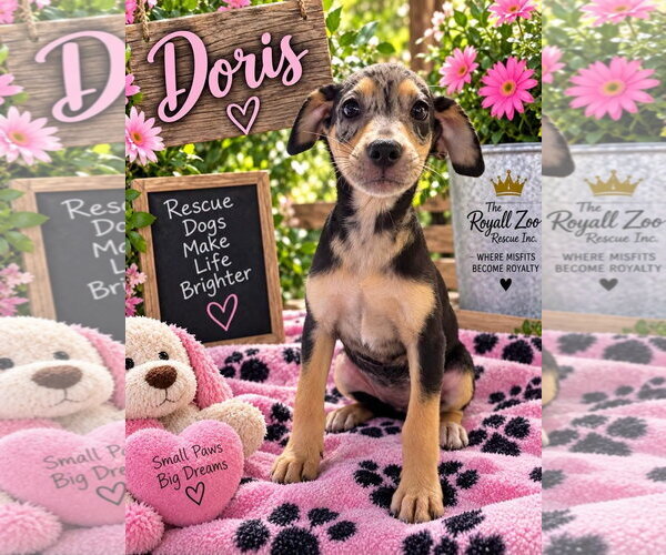 Medium Photo #1 Catahoula Leopard Dog-Unknown Mix Puppy For Sale in New London, WI, USA